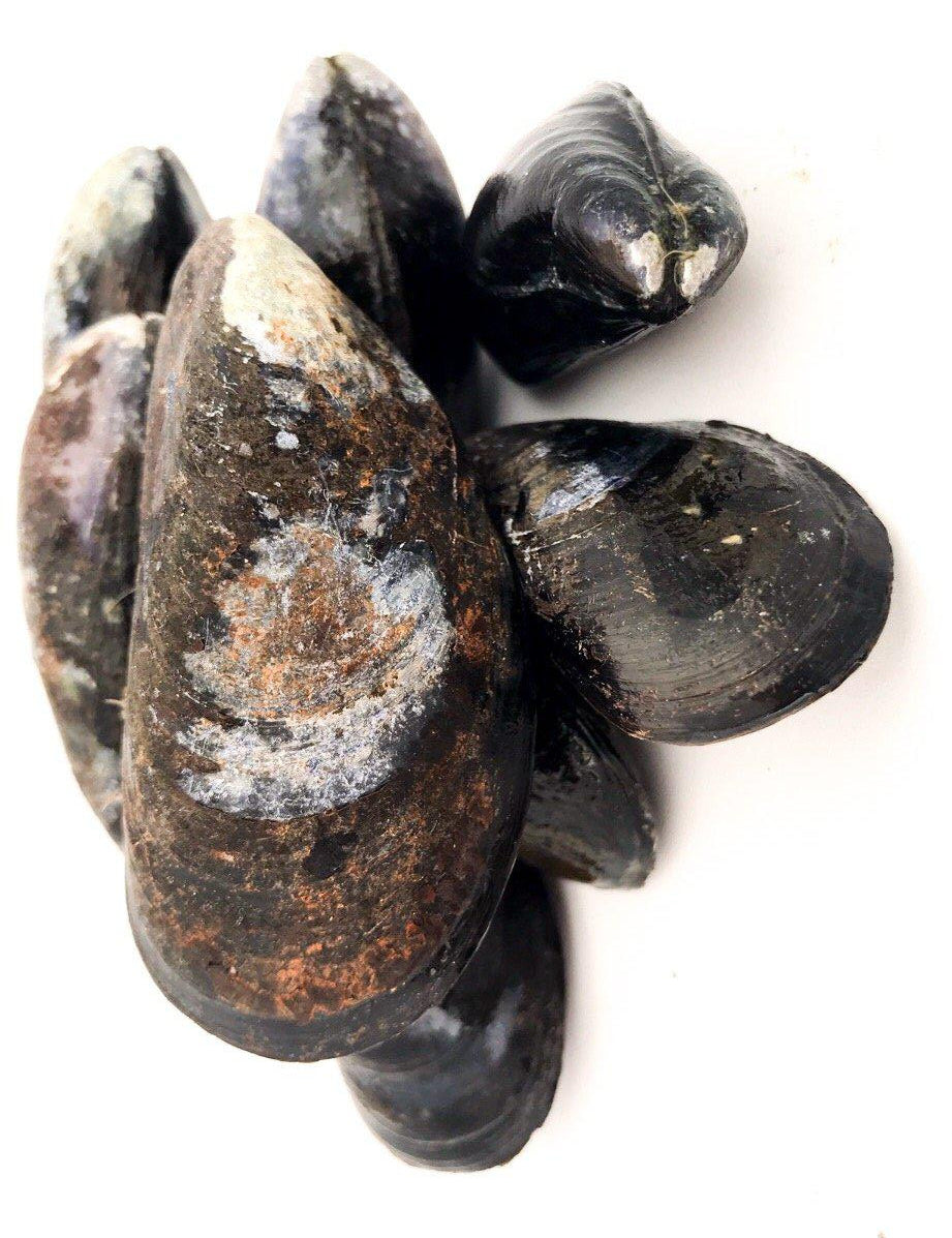 PEI Mussels