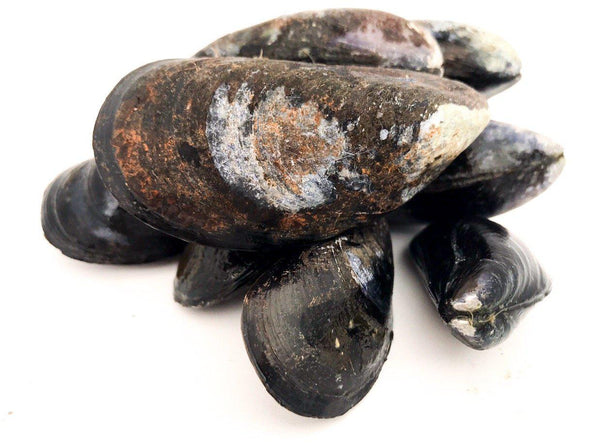 PEI Mussels in Carta Fata