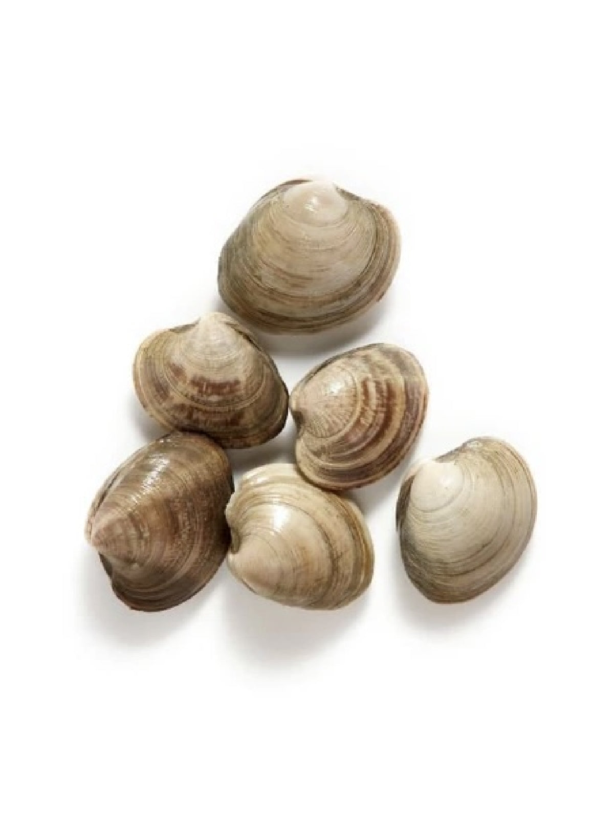 Countneck Clams