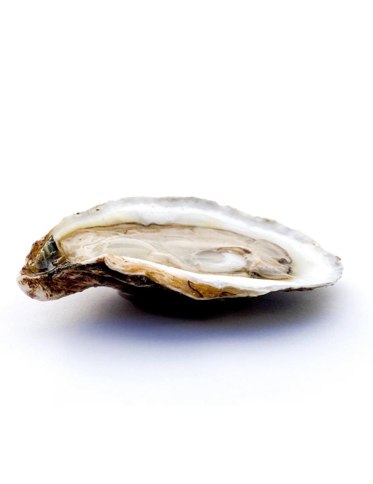 Sea Kist