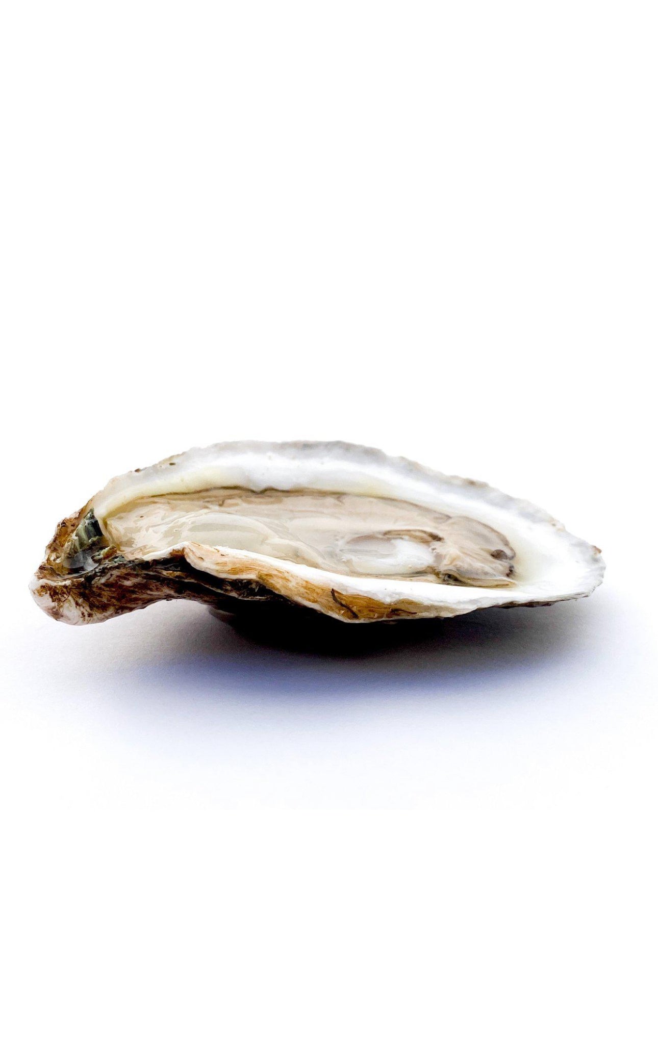 Sea Kist