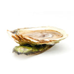 Wild Malpeque