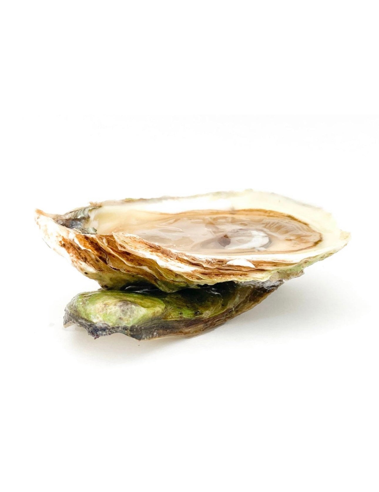 Wild Malpeque
