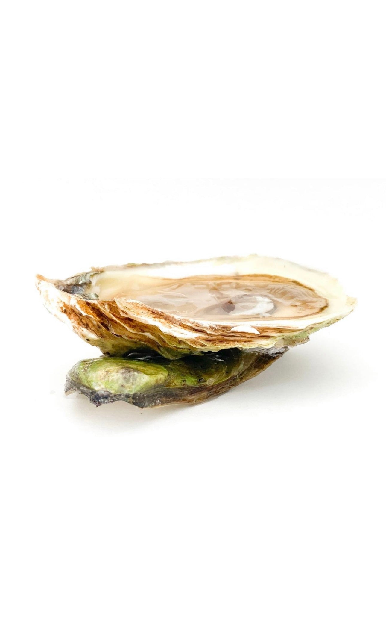 Wild Malpeque