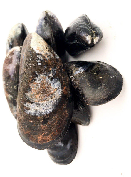 PEI Mussels