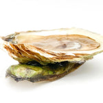 Wild Malpeque